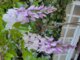 Blue Chinese Wisteria Tree