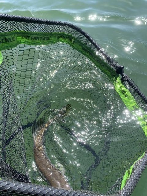 Gator Gum 22 Swimbait
