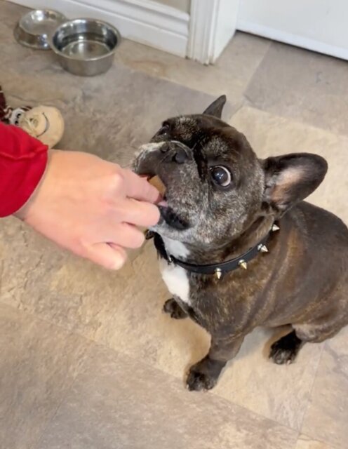 Pupganics Multivitamin™ Daily Soft Chews