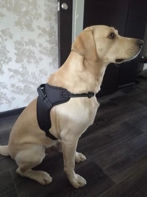 Kanagear 2024 dog harness