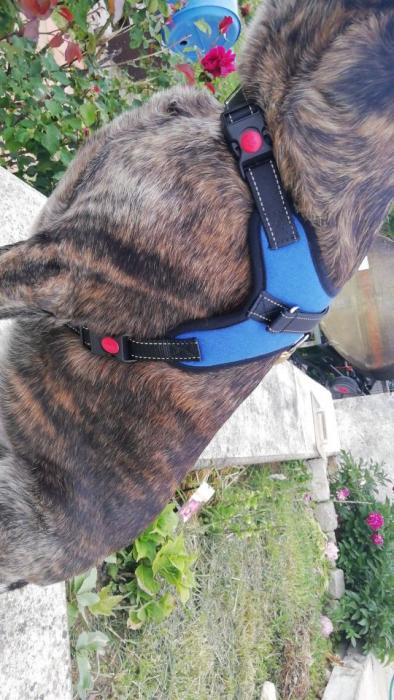 Adjustable Safety Dog Harness KanaGear