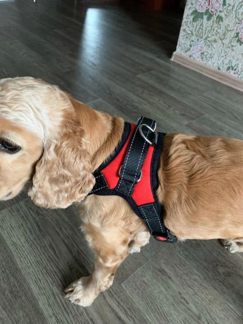 Kanagear dog harness free sale