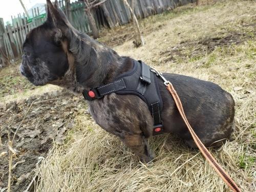 Kanagear dog clearance harness free