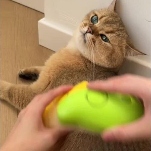 Steamy Cat Brush