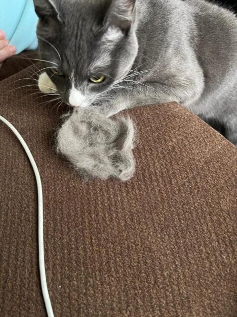 Steamy Cat Brush