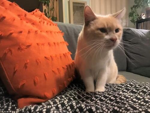 Steamy Cat Brush