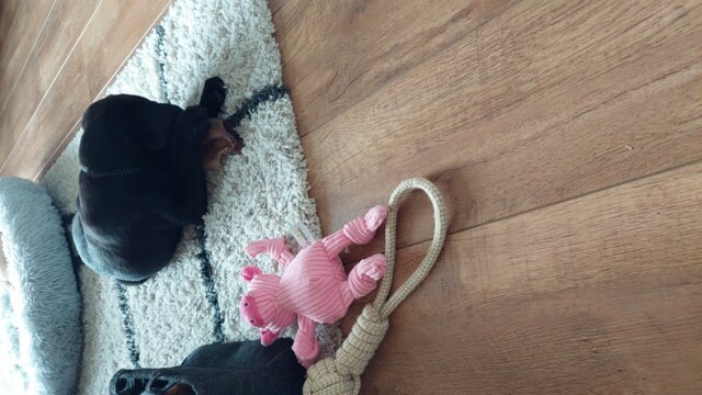 Puppy Bellobox