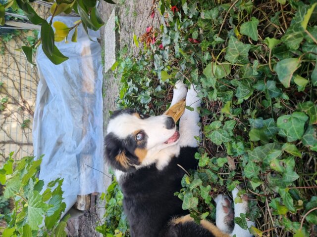 Puppy Bellobox