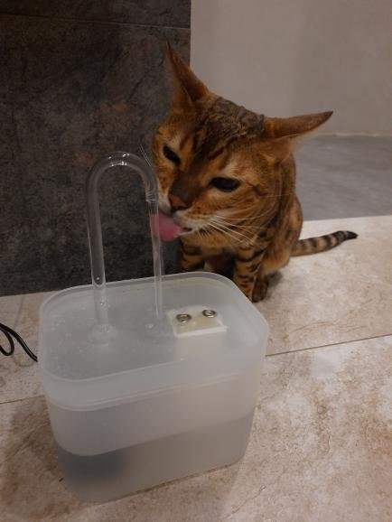 Fontaine à eau pour chat | CatWater™