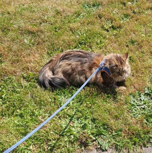 Harnais pour chat | HarnessCat™ + Laisse offerte