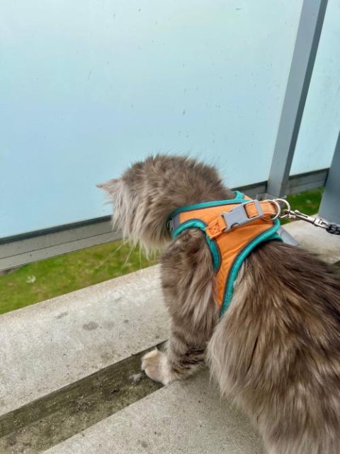 Harnais pour chat | HarnessCat™ + Laisse offerte