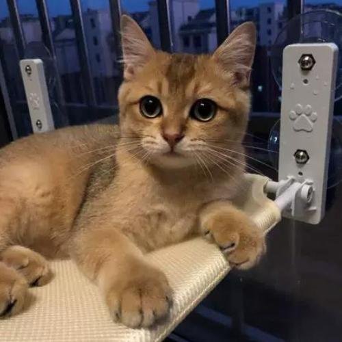 Hamac pour chat | CozyView™