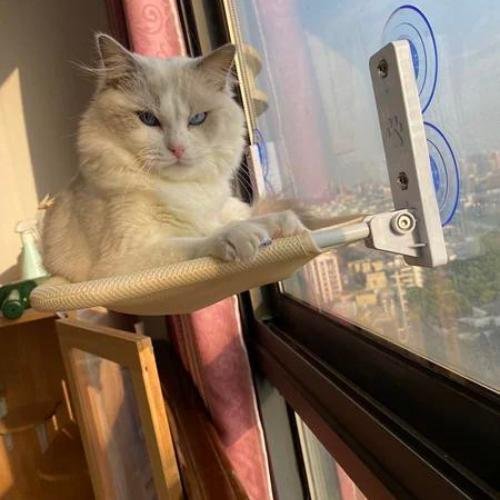 Hamac pour chat | CozyView™