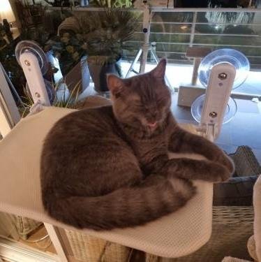 Hamac pour chat | CozyView™