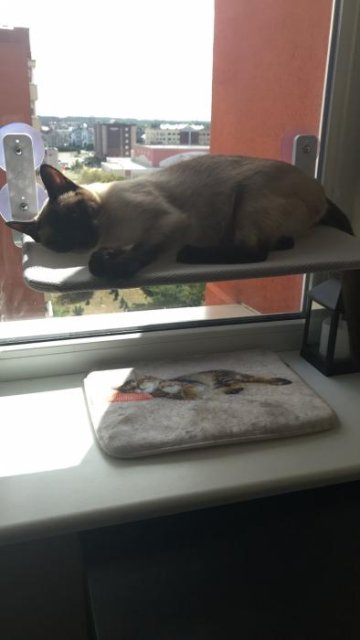 Hamac pour chat | CozyView™