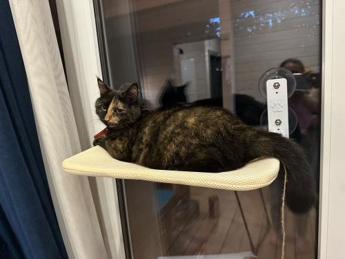 Hamac pour chat | CozyView™