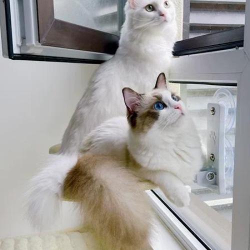 Hamac pour chat | CozyView™