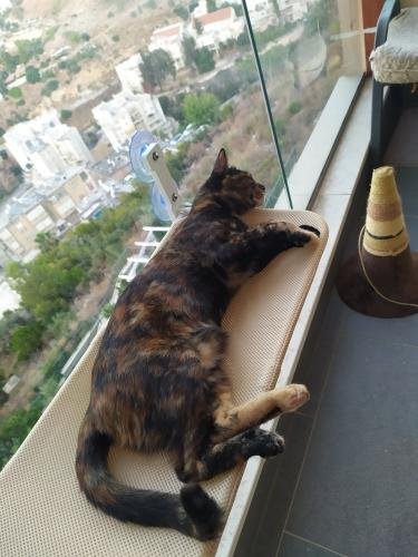 Hamac pour chat | CozyView™