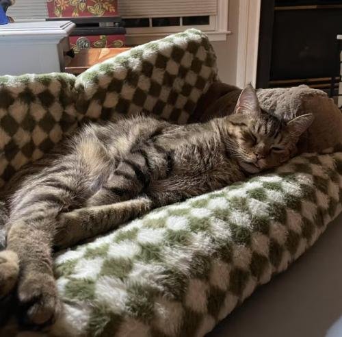 Canapé pour chat | Chanapé™