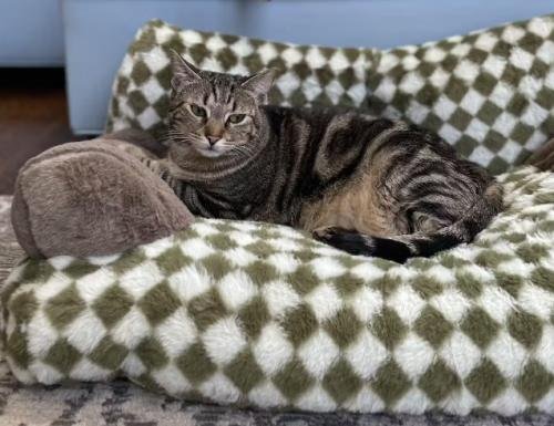 Canapé pour chat | Chanapé™
