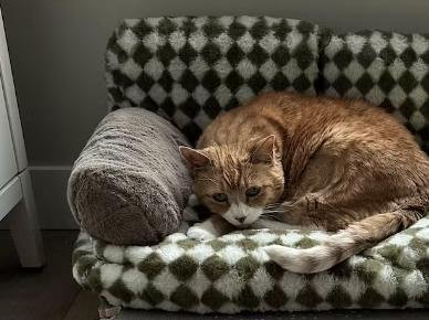 Canapé pour chat | Chanapé™
