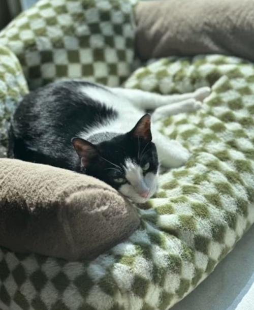 Canapé pour chat | Chanapé™