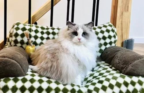 Canapé pour chat | Chanapé™