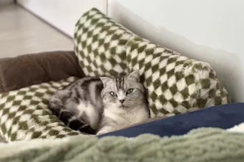 Canapé pour chat | Chanapé™