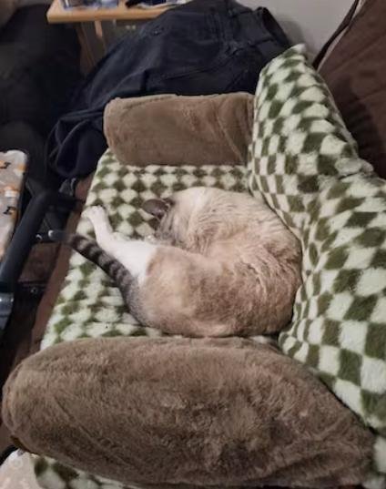 Canapé pour chat | Chanapé™
