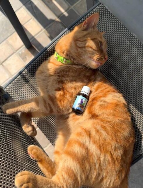 QPET™ – Advanced Natural Health Supplement for Pets