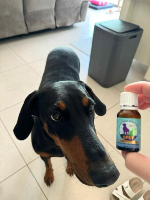 QPET™ – Advanced Natural Health Supplement for Pets