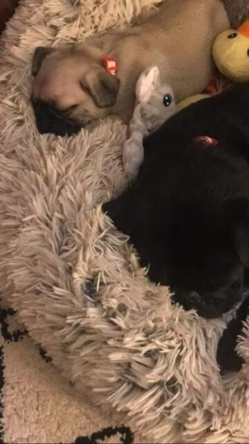 Giant Human Dog Bed