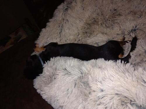 Giant Human Dog Bed