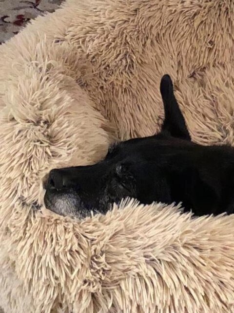 Giant Human Dog Bed