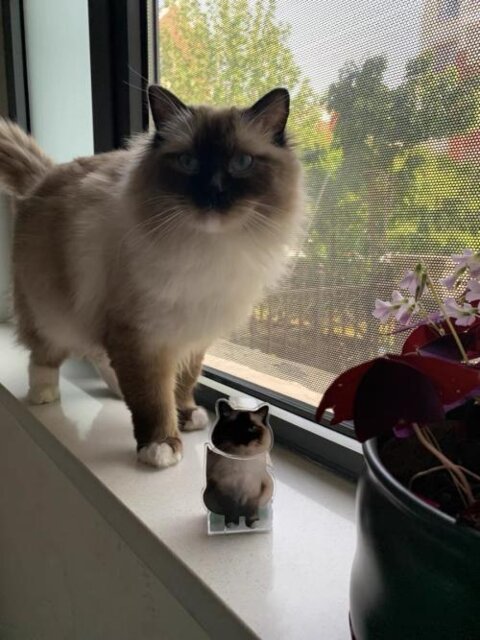 🐶🐱Personalisierte Wackelkopf-Ornamente💝Geschenke für Tierliebhaber