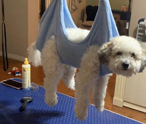 Dog grooming outlet hammock diy