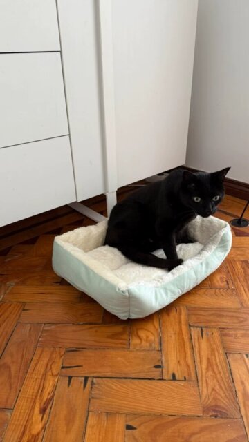 Lit pour chat | Apaisant