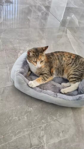 Lit pour chat | Apaisant