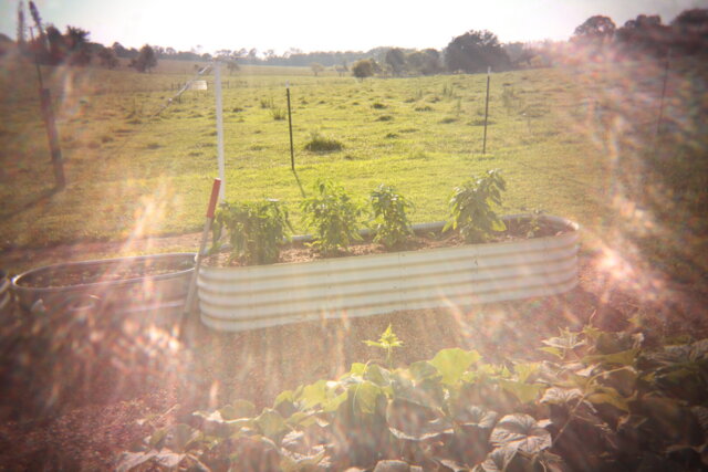 Retropia® Repurposed Disposable Film Camera Lens