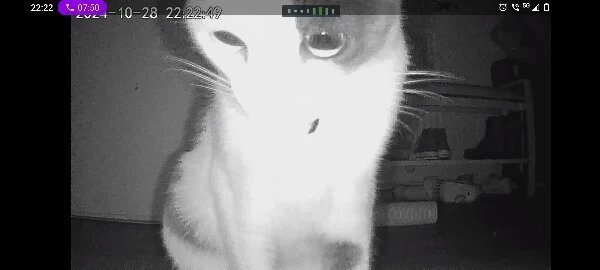 Smart Camera Feeder Dual Bowl