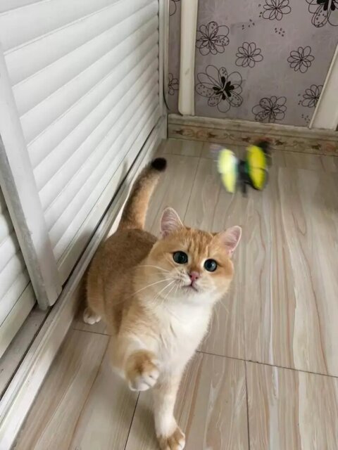 Cat tired after active play