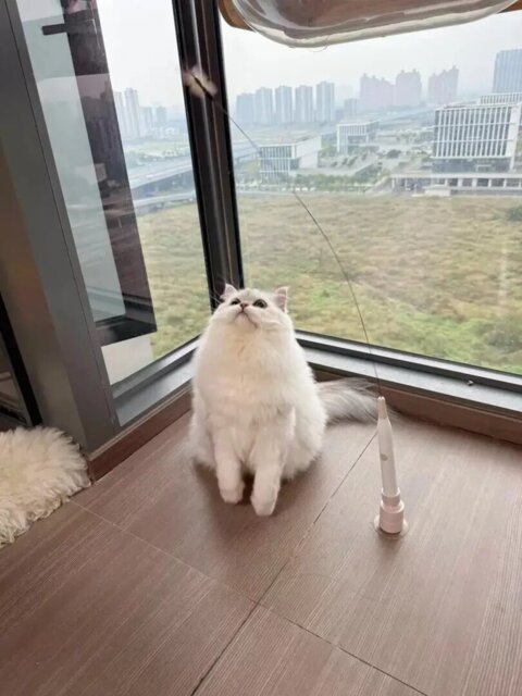 Cat watching the fluttering movement of a toy