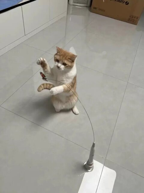 Indoor cat playing independently