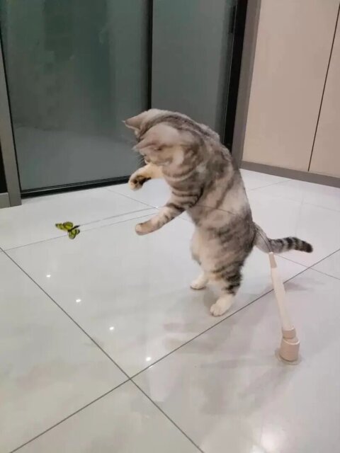 Cat playing with a butterfly attachment