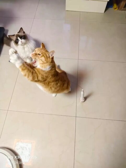 Orange tabby cat standing to catch a toy