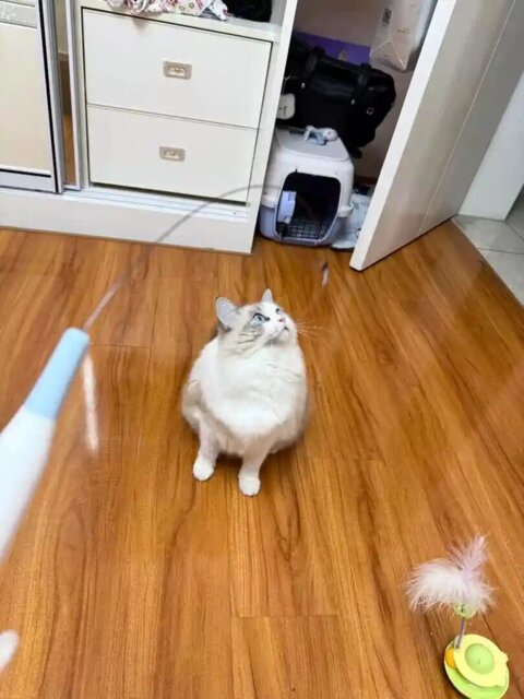 Customer holding an interactive cat wand
