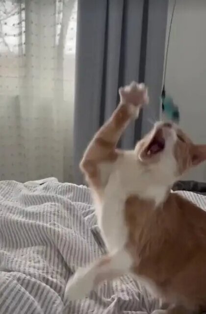 Cat playing with a moving toy indoors