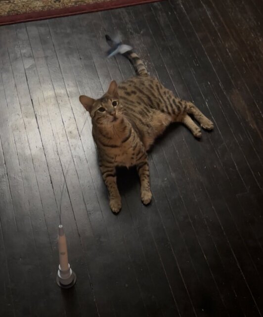 Customer cat playing with an interactive butterfly toy