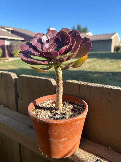 Agave schidigera 'Royal Flush' – DesertScapeSucculent