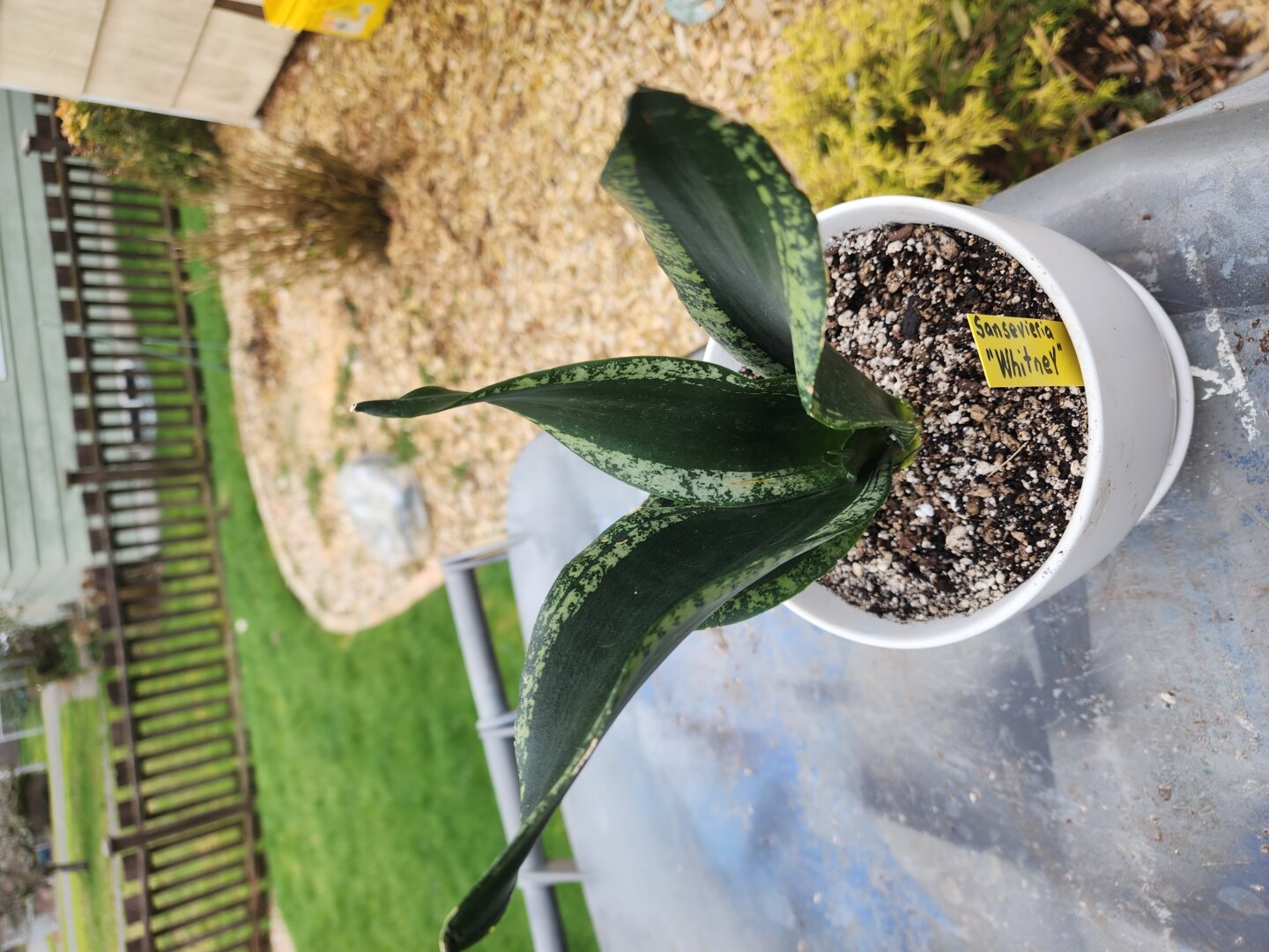 3.hoshi_succulent様 Echeveria 'Hoshikage' – DesertScapeSucculent